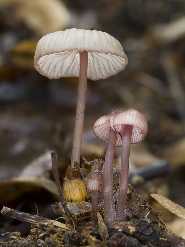 Mycena sanguinolenta